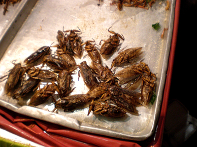 Bugs to eat