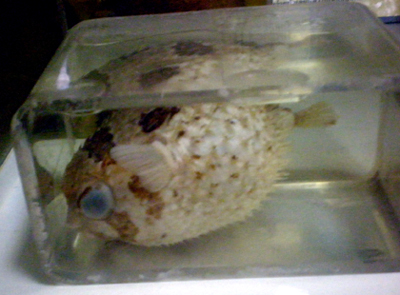 Puffer fish amongst other fishes