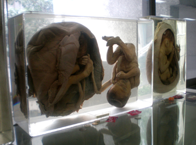 Real babies (How they display them?)